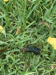 Campsomeriella thoracica