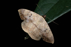 Hypopyra contractipennis