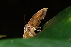 Hypopyra contractipennis