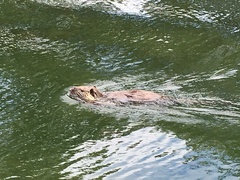 Myocastor coypus