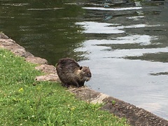 Myocastor coypus