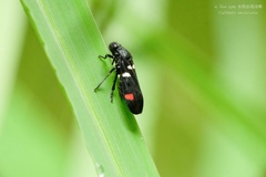 Callitettix versicolor