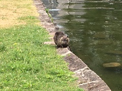 Myocastor coypus
