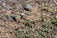 Convolvulus fatmensis