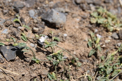 Convolvulus fatmensis