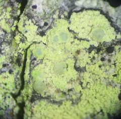 Lecanora expallens