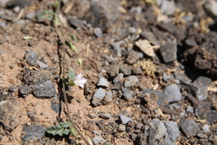 Convolvulus fatmensis