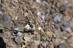 Convolvulus fatmensis
