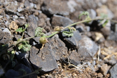 Convolvulus fatmensis