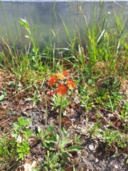 Pilosella aurantiaca