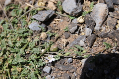 Convolvulus fatmensis
