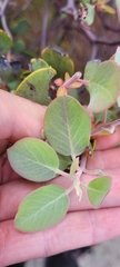 Arctostaphylos canescens