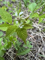 Rubus pubescens pubescens