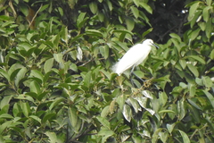 Egretta garzetta
