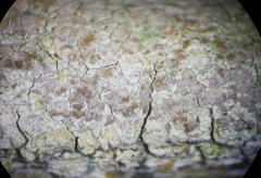 Pachnolepia pruinata