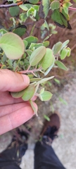 Arctostaphylos canescens