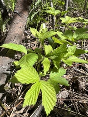 Rubus pubescens pubescens