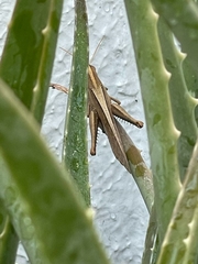 Schistocerca camerata