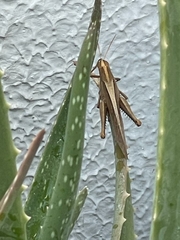 Schistocerca camerata