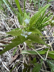 Rubus pubescens pubescens