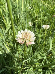 Trifolium repens
