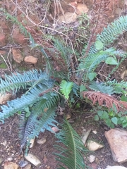 Blechnum punctulatum punctulatum