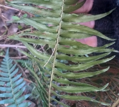 Blechnum punctulatum punctulatum