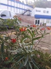 Asclepias curassavica