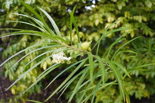 Gomphocarpus physocarpus image