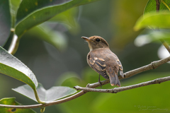 Brown-Streaked Flycatcher photo 2