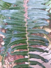 Blechnum punctulatum punctulatum