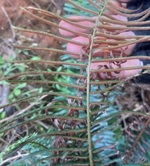 Blechnum punctulatum punctulatum