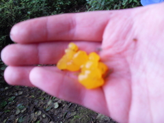 Dacrymyces deliquescens
