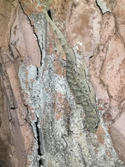 Hemidactylus bowringii