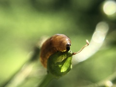 Cionus scrophulariae