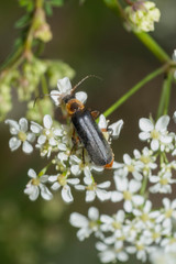 Cantharis nigricans