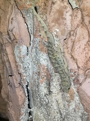 Hemidactylus bowringii