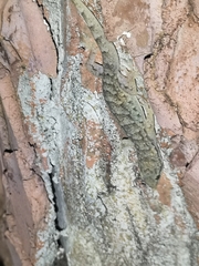 Hemidactylus bowringii