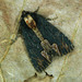 Dypterygia scabriuscula - Photo (c) Michał Brzeziński,  זכויות יוצרים חלקיות (CC BY-NC), הועלה על ידי Michał Brzeziński