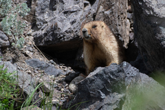 Marmota