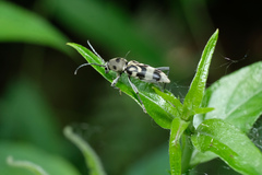 Chlorophorus macaumensis