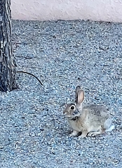 Sylvilagus audubonii