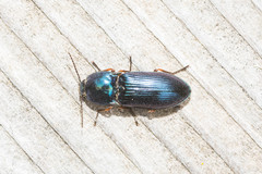 Selatosomus aeneus