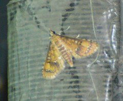 Niphograpta albiguttalis