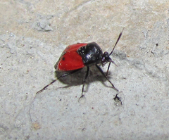 Heteroptera