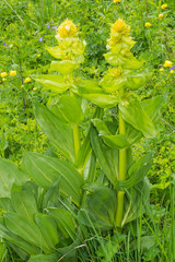 Gentiana lutea vardjanii