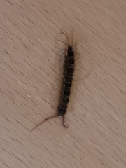 Lithobius forficatus