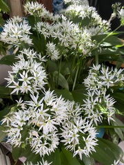 Allium ursinum