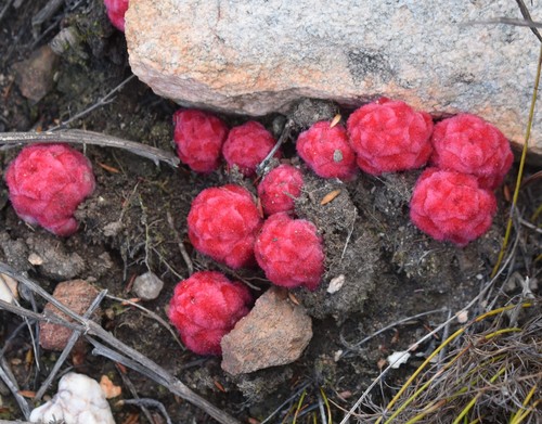 Image of Harveya roseoalba by (c) Justin Ponder, some rights reserved (CC BY)