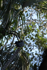 Helicolestes hamatus